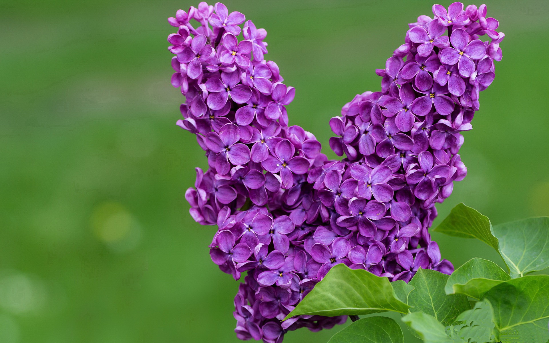 东决之夜，当迪亚斯成为不可复制的命运本身