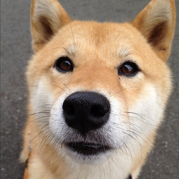 夜未央，当切特的双拳击碎时间，整个北美在尖叫中醒来