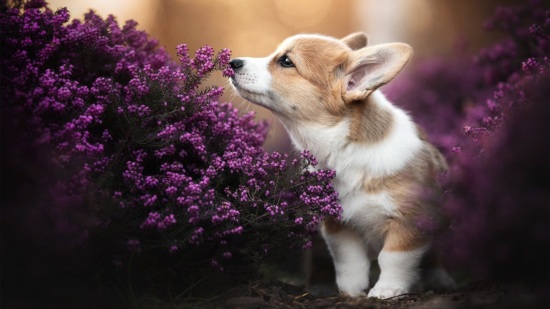 平行宇宙的哨声，当国王闯入东决，福克斯在时间尽头封神