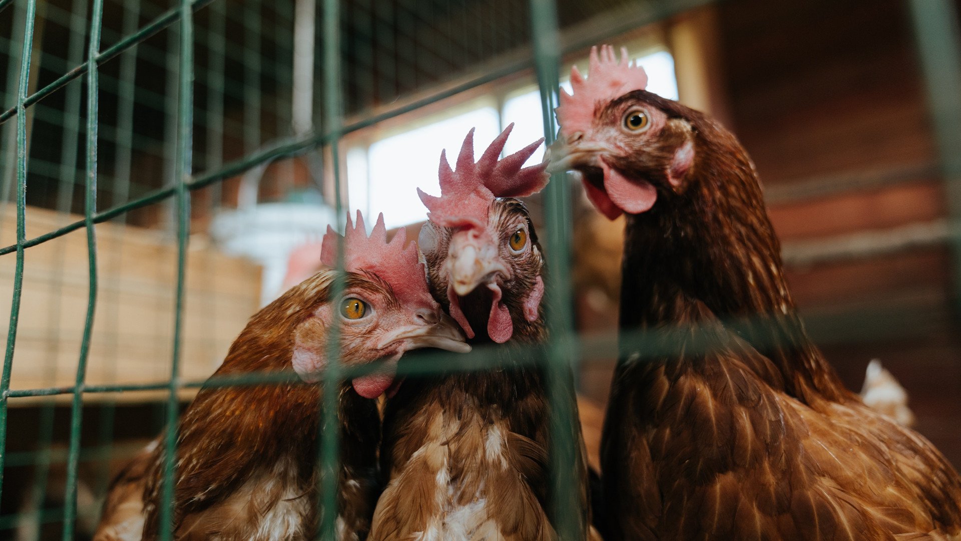 锁链、艺术与窒息感，从国家德比的攻防交响到深圳队的铁血防守