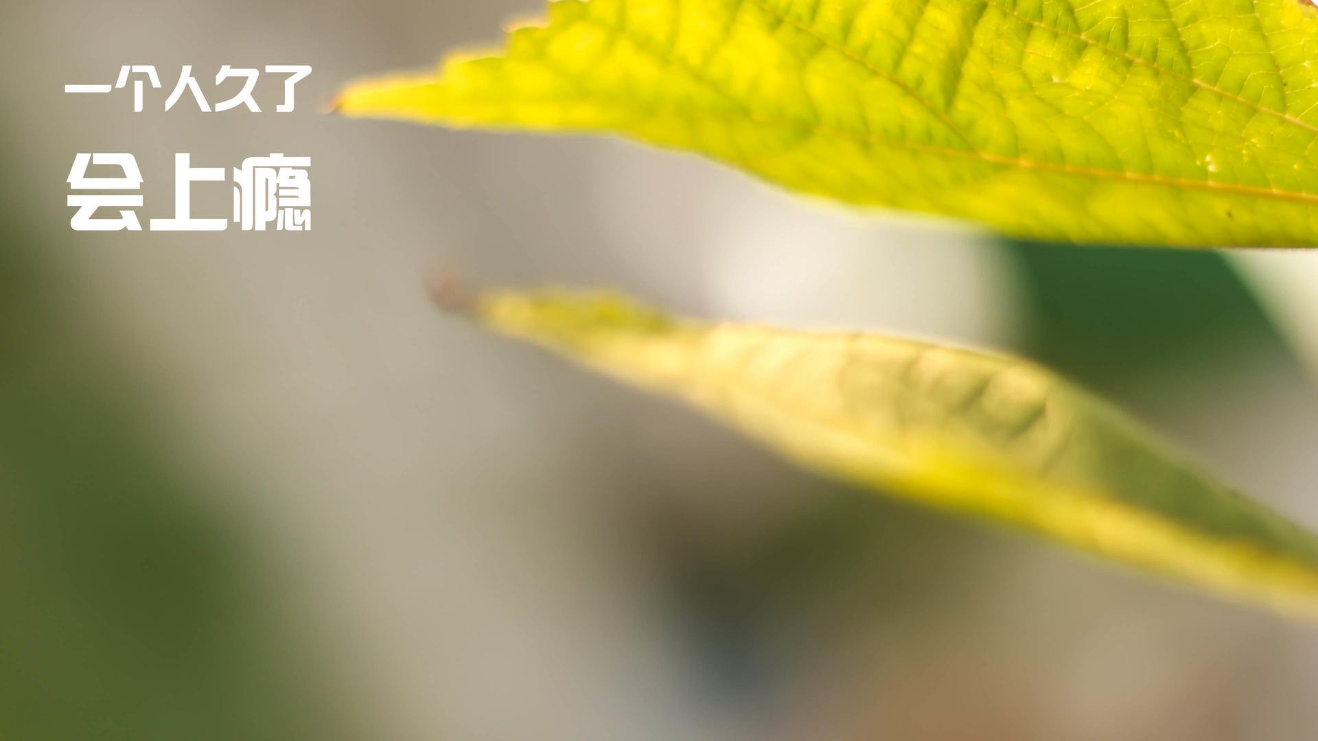 闪电战席卷罗马城，莱比锡红牛90分钟终结欧冠悬念