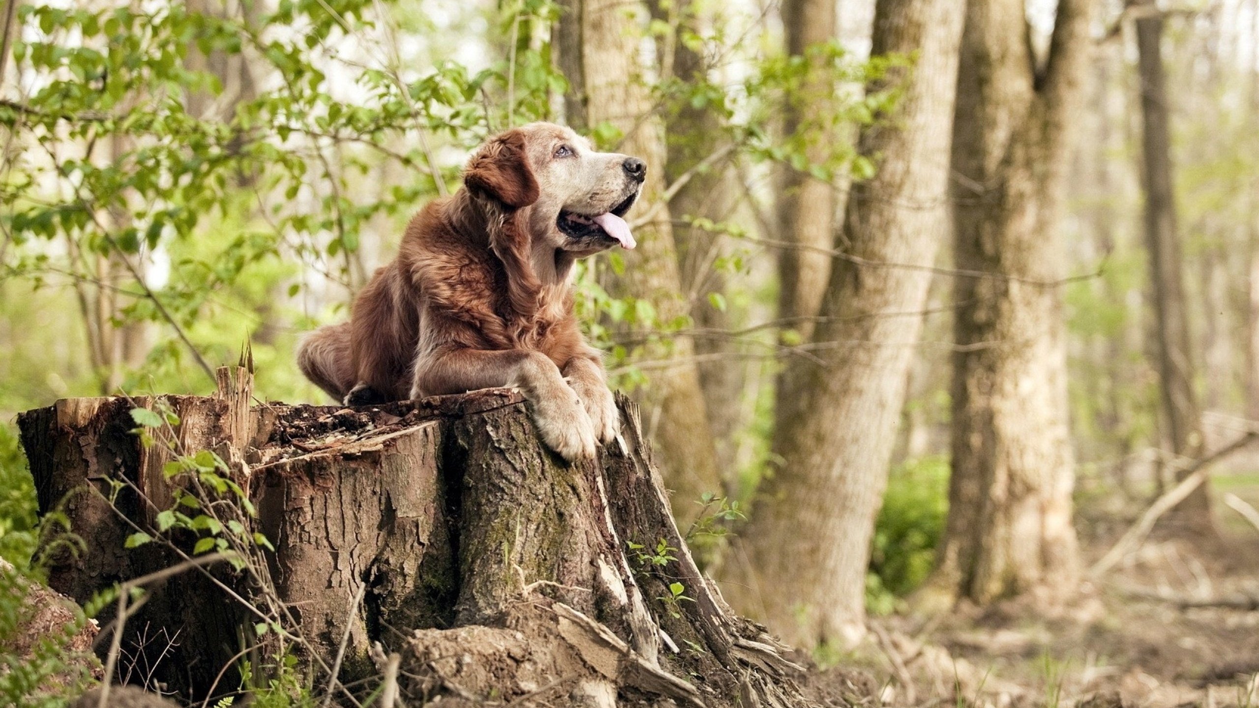 唯一性之光，意甲焦点战与多特蒙德突围战的交响，突尼斯球星的传奇篇章