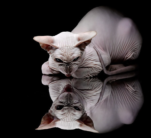 引擎轰鸣与篮球撞击，两个世界的同一种巅峰对决