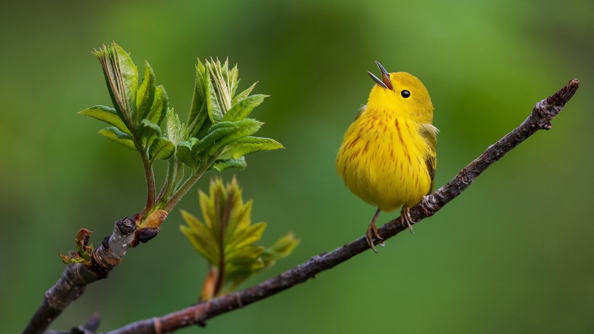 冰与火的对决，加维烈焰破坚冰，新西兰战术风暴压制伊拉克