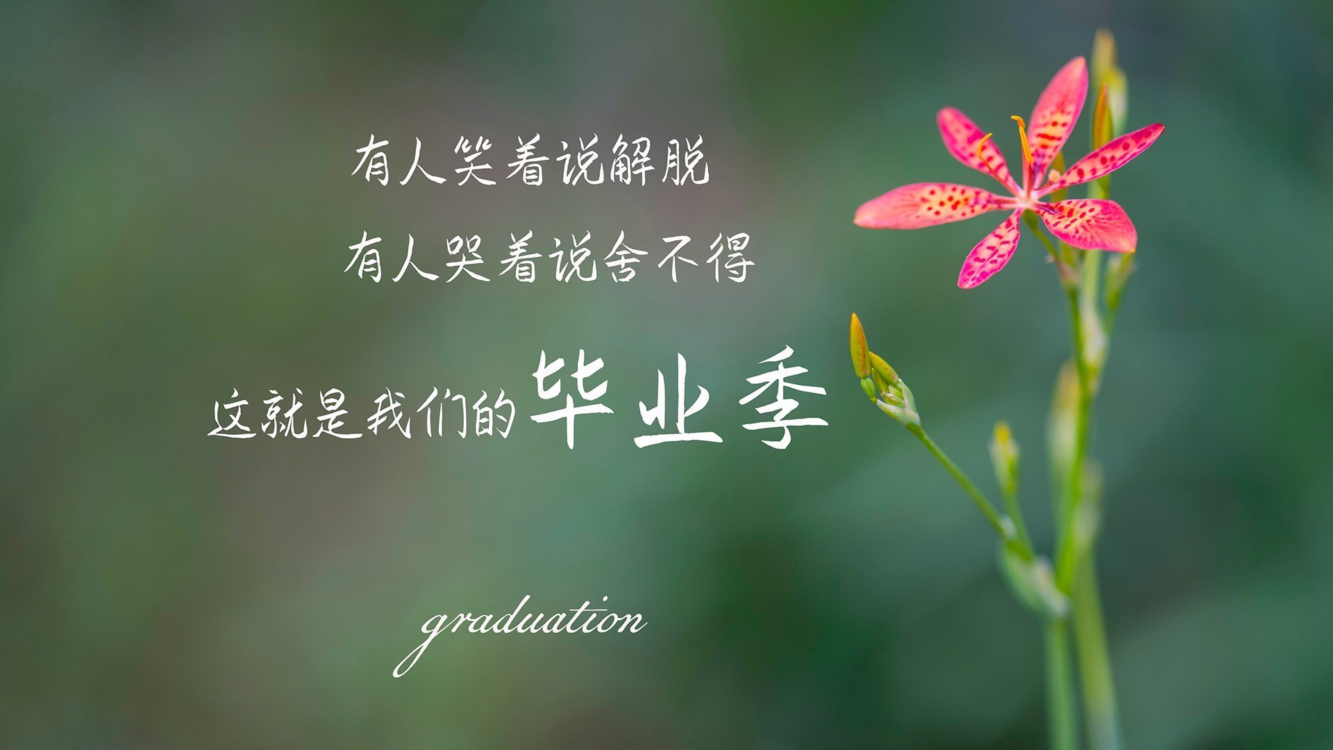 沙漠之狮怒吼！摩洛哥碾压伊拉克，归化天王苏亚雷斯演绎不老神话